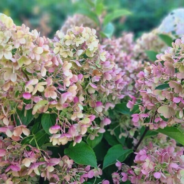 Милк энд Хани