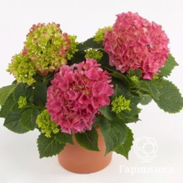 Таблетензия Ред