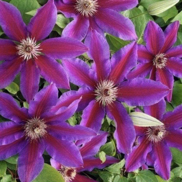 3CrKlQLFbfR8OrukF8rsormhSamV6hD_7m8svSsyDIXn-kRt7UxI5s36bdnqo8IH7Tn2oamscq047uRBODAm3tuv