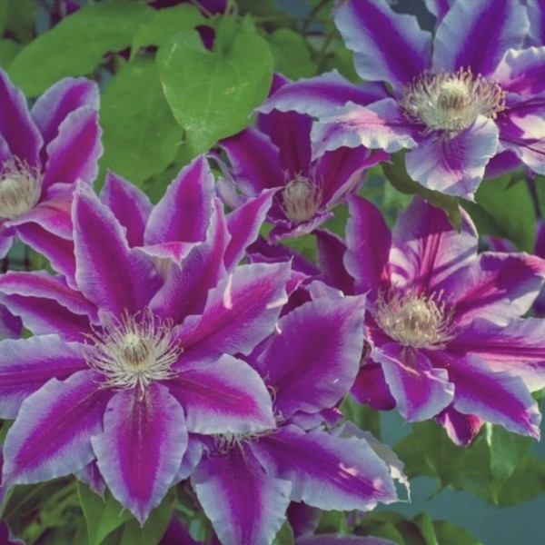 Mxhk15IyMA7aaDun74vSAHm8L69xi4Zcc-yJaePaCAkfa0hm7EAmm7snpose_IP3Y36J-SNi4hsXi-aKqa2U7cRg