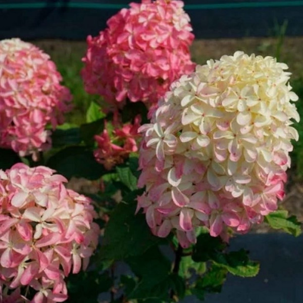 Квик Фаер Фаб